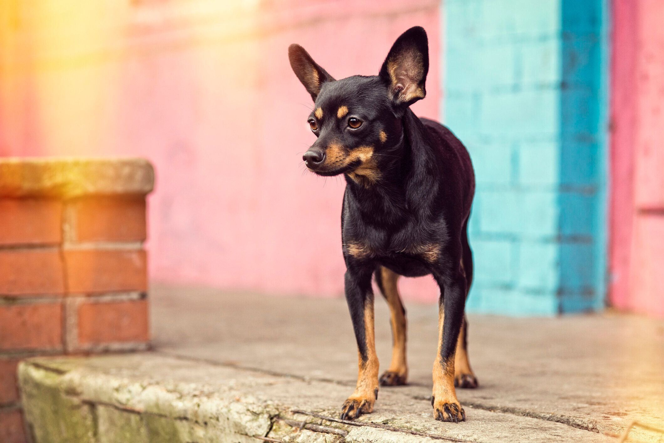 トイ マンチェスター テリアの特徴 性格 最新価格と飼い方 いぬのきもち 犬図鑑 いぬのきもちweb Magazine