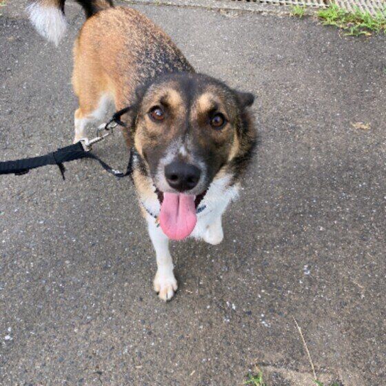 散歩するMIXの男の子