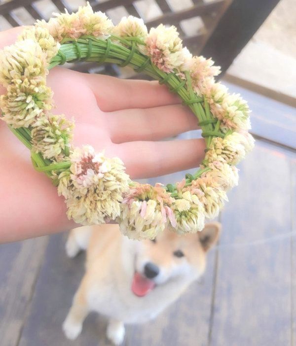 せ せっかく作ったのに 柴犬に花かんむりをかぶせようとしたら 衝撃展開に いぬのきもちweb Magazine