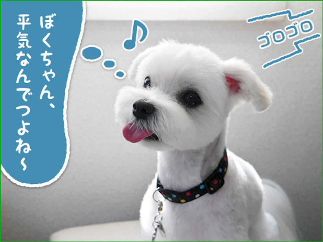 雷や花火にはブルブルでつ なんちゃって ひろしです ヘタレじゃないでつ いぬのきもちweb Magazine 雷や花火にはブルブルでつ なんちゃって ひろしです ヘタレじゃないでつ いぬのきもちweb Magazine