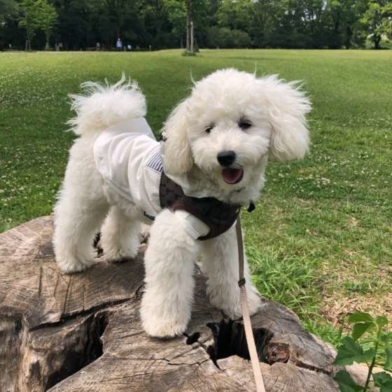 お散歩するトイ・プードル