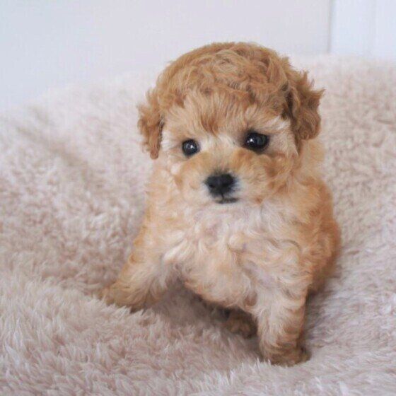 トイ・プードルの子犬