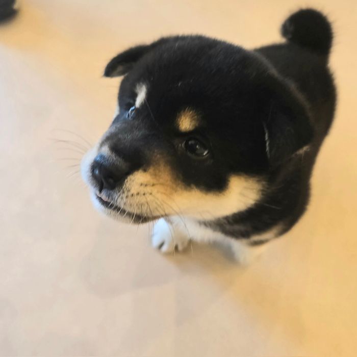 座っている柴犬の子犬