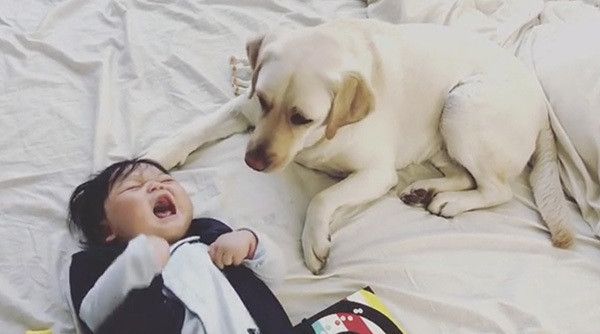 赤ちゃんとラブラドール・レトリーバー