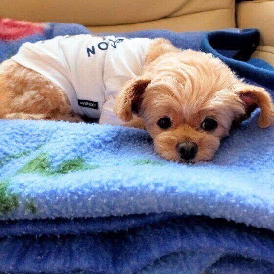 眠そうな表情の小型Mix犬