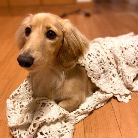 おくるみにくるまれてご満悦のパンくん♪