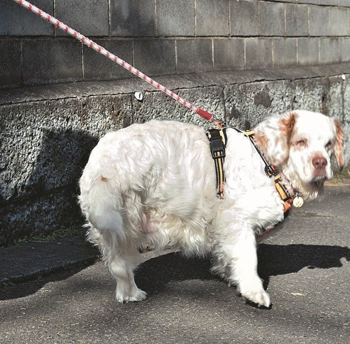 がんにより足の切断手術後 再び愛犬が歩けるようになるまで いぬのきもちweb Magazine がんにより足の切断手術後 再び愛犬が歩けるようになるまで いぬのきもちweb Magazine