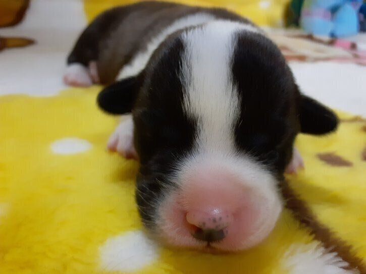 生後1週齢のになちゃん