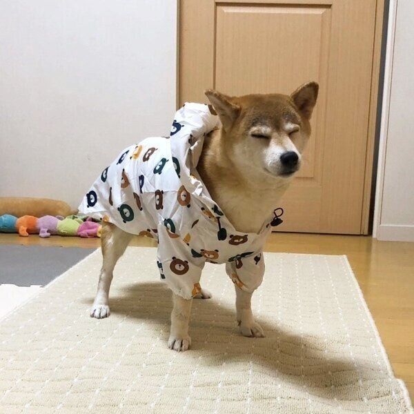 新しいレインコートに固まるももちゃん