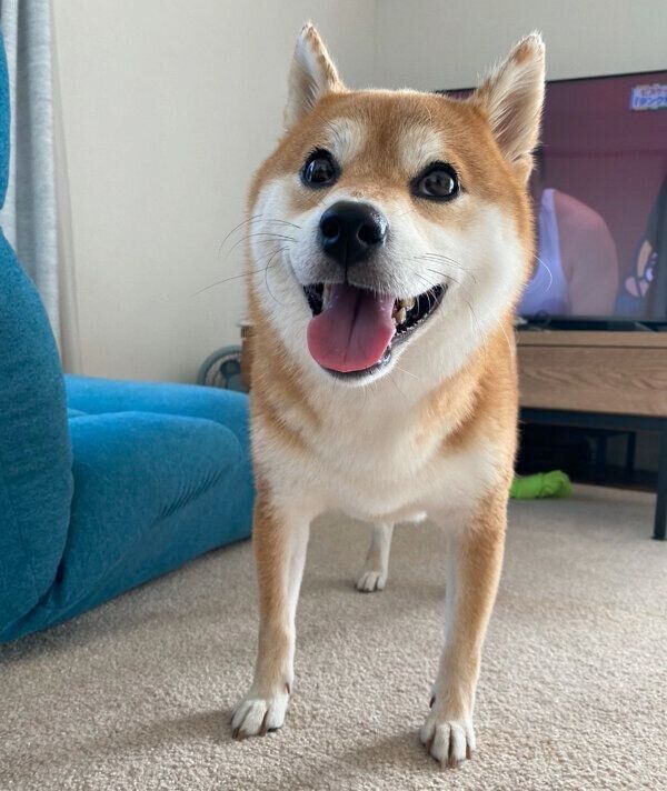 笑顔が可愛いひるねちゃん