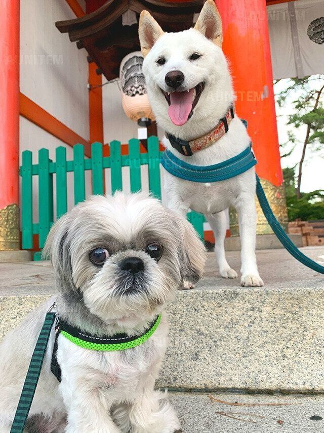 シーズー犬マンガてんぽshihtzu