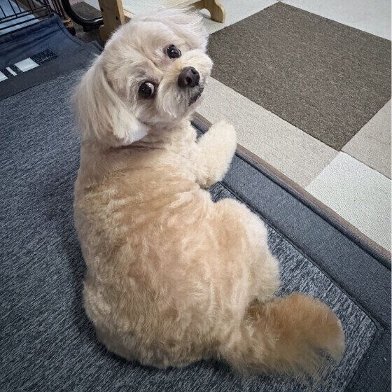 おしりを向けるミックス犬