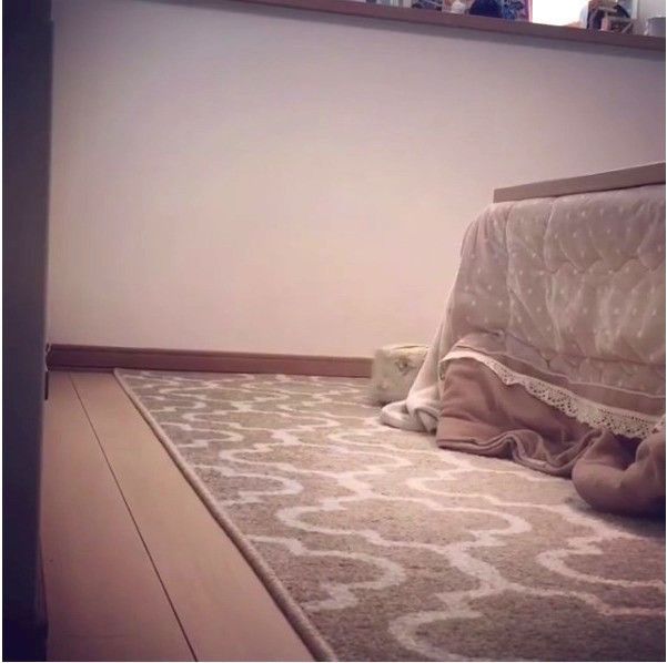 ミニチュア・シュナウザー