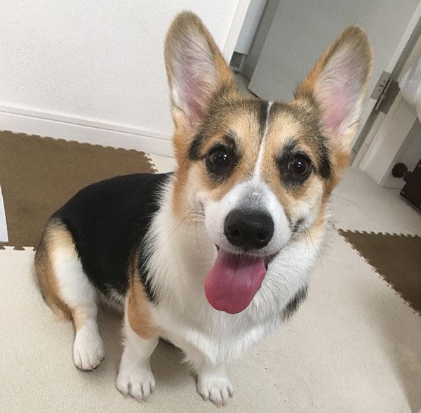 見つめるコーギー