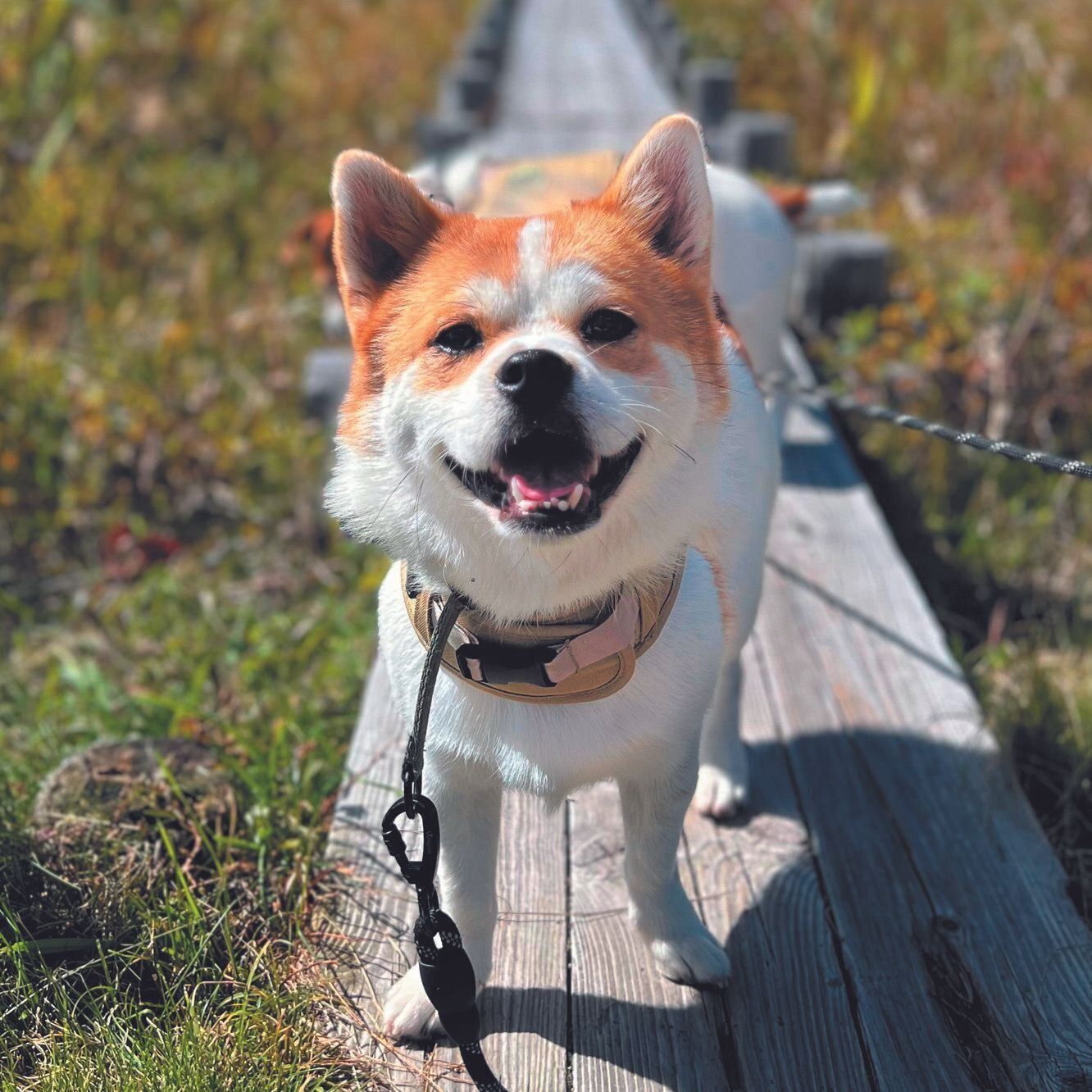 ピンとした立ち耳に