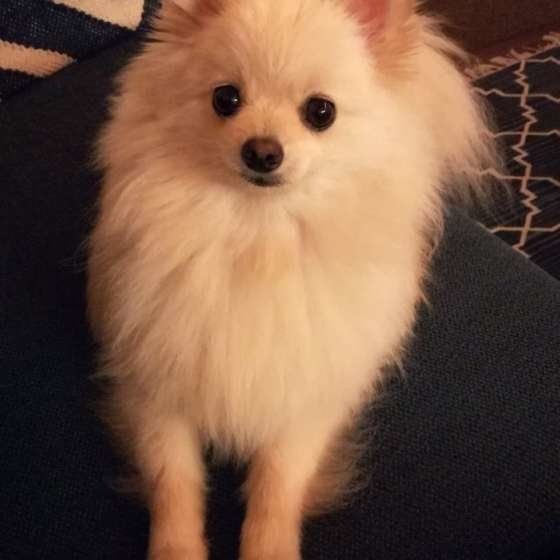 ポメラニアンのカメラ目線