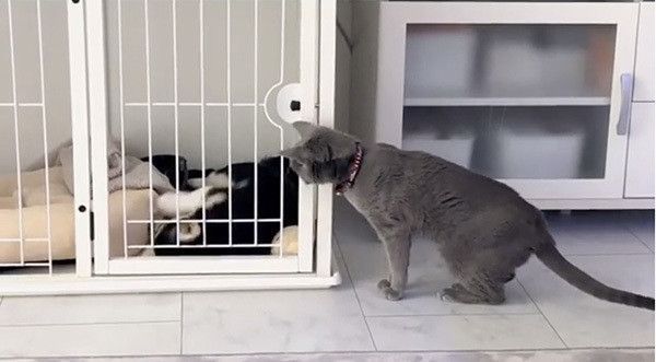 遊ぶコーギーと気になるロシアンブルー