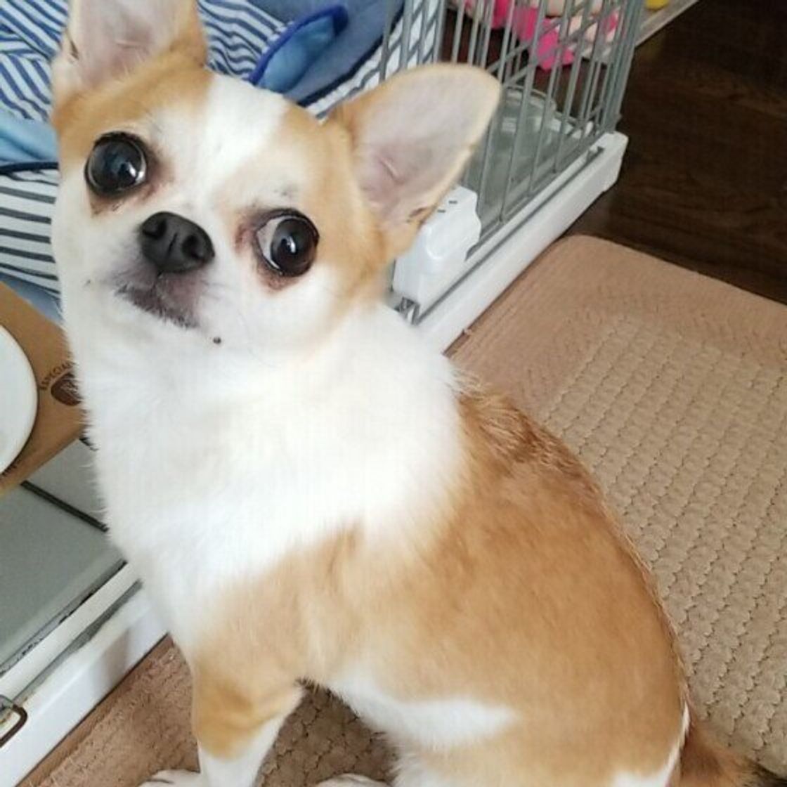 犬の驚くべき生態4選 不思議に思っている飼い主さんも多いかも いぬのきもちweb Magazine 犬の驚くべき生態4選 不思議に思っている飼い主さんも多いかも いぬのきもちweb Magazine