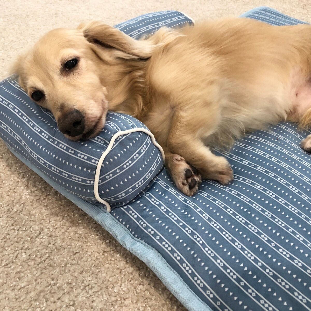 よく寝るダックスフンド