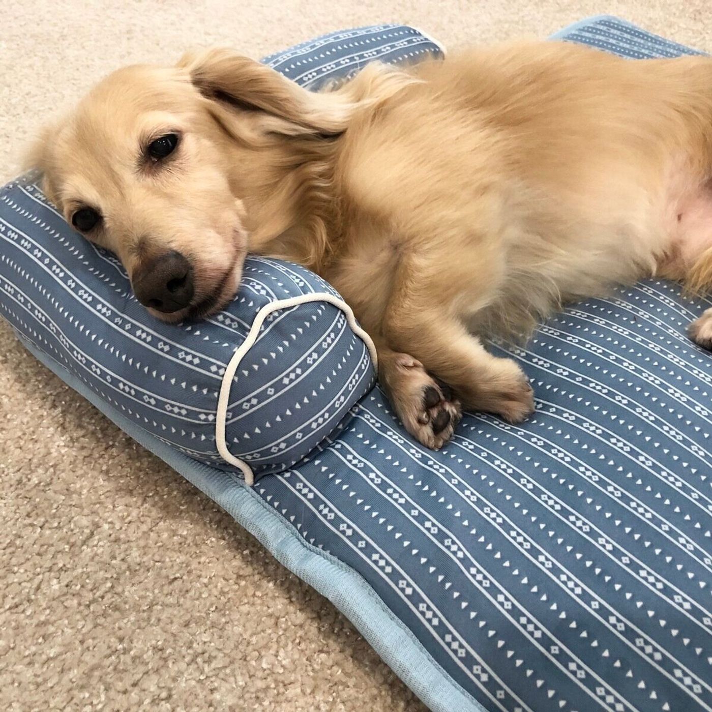 夏を涼しく乗り切ろう ニトリ 犬 猫用ペットベッド 体験レポ いぬのきもちweb Magazine 夏を涼しく乗り切ろう ニトリ 犬 猫用ペットベッド 体験レポ いぬのきもちweb Magazine