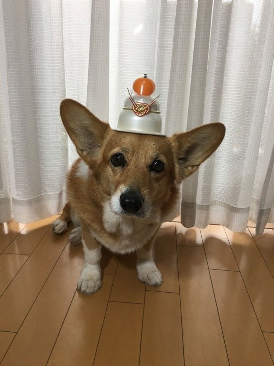 年末年始 犬に与えてはいけない危険な食べ物6つ いぬのきもちweb Magazine 年末年始 犬に与えてはいけない危険な食べ物6つ いぬのきもちweb Magazine