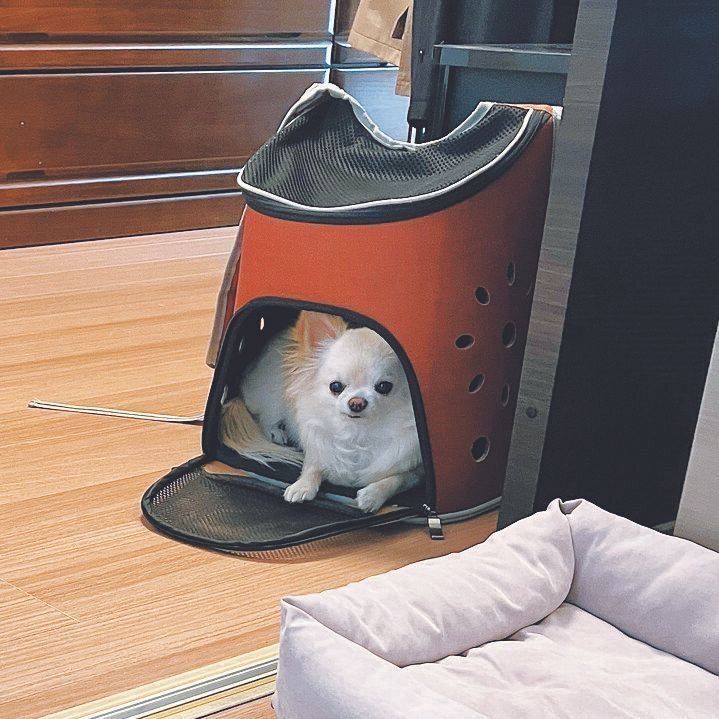 キャリーケースの中にいることも