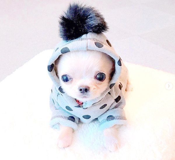 チワワのぽむちゃん