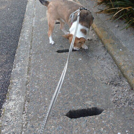 側溝がお気に入りの犬も♪