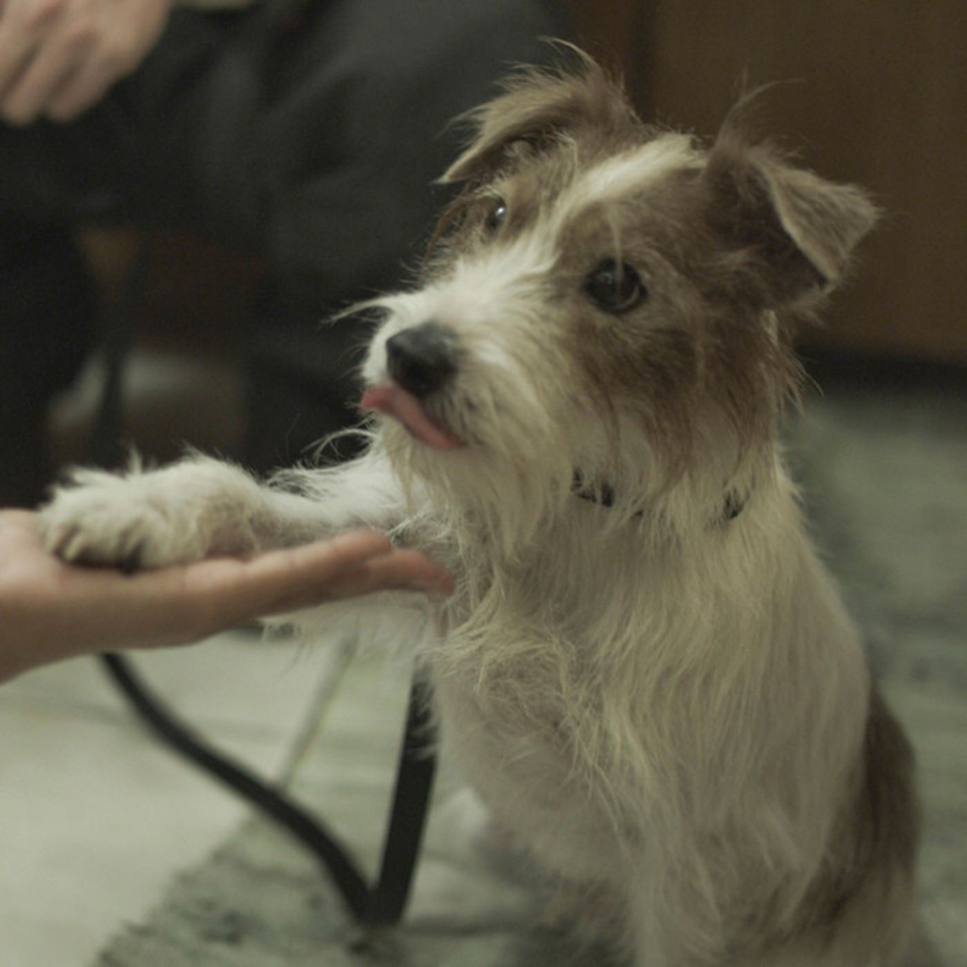 ジャック ラッセル テリアの名演技映画 人生はビギナーズ いぬのきもちweb Magazine ジャック ラッセル テリアの名演技映画 人生はビギナーズ いぬのきもちweb Magazine