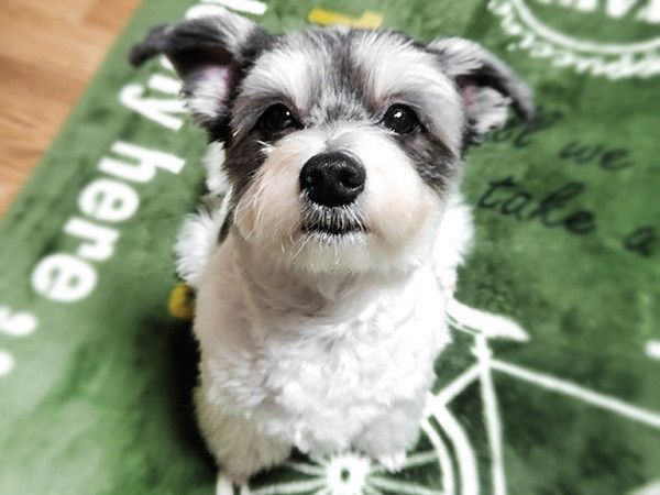 見つめる犬