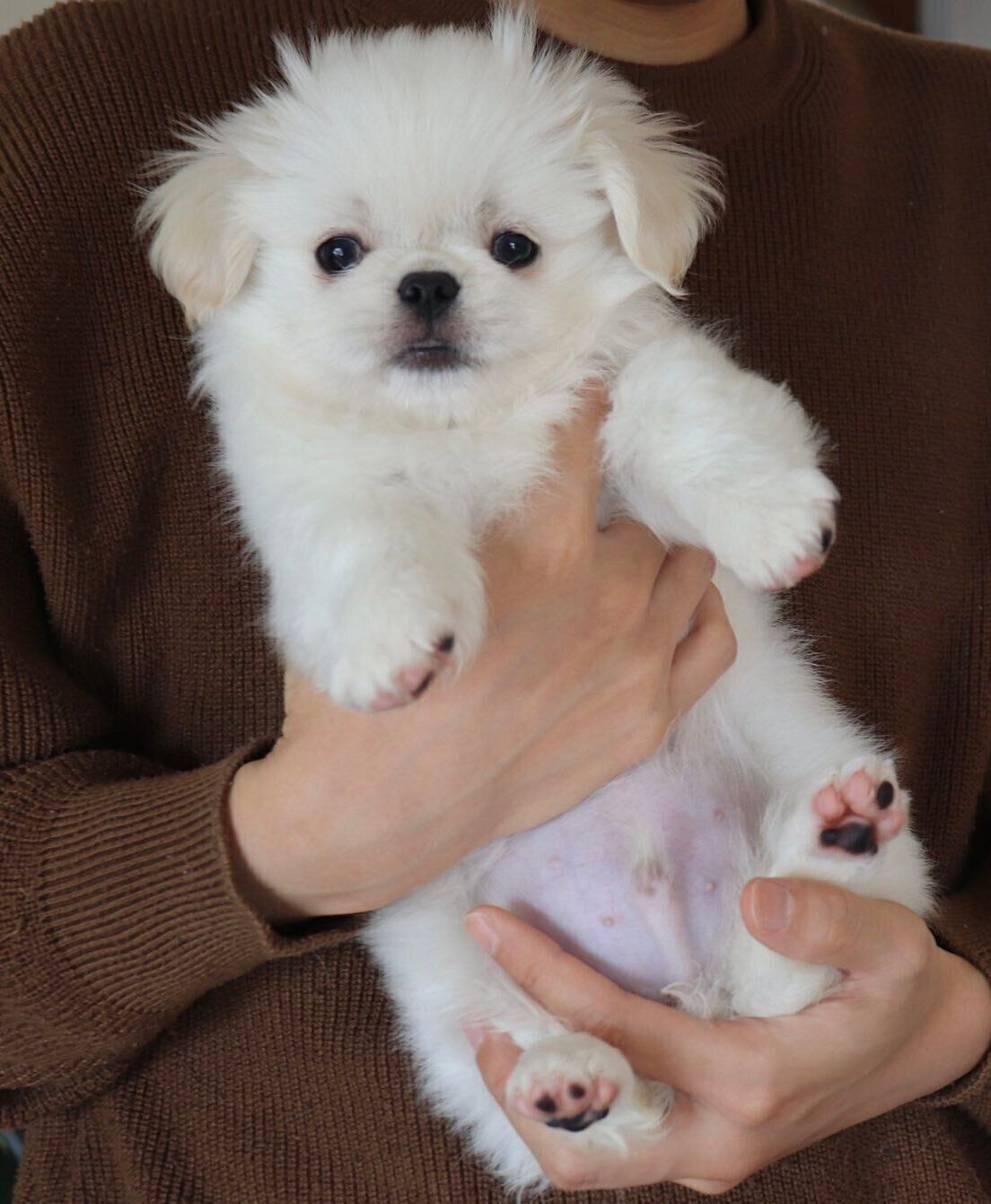 子犬の頃のムーチョくん