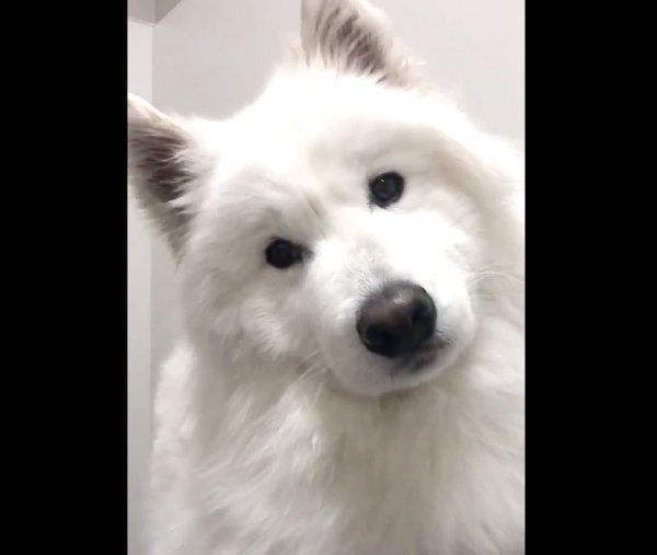 ドライヤー中に首を傾げるサモちゃん