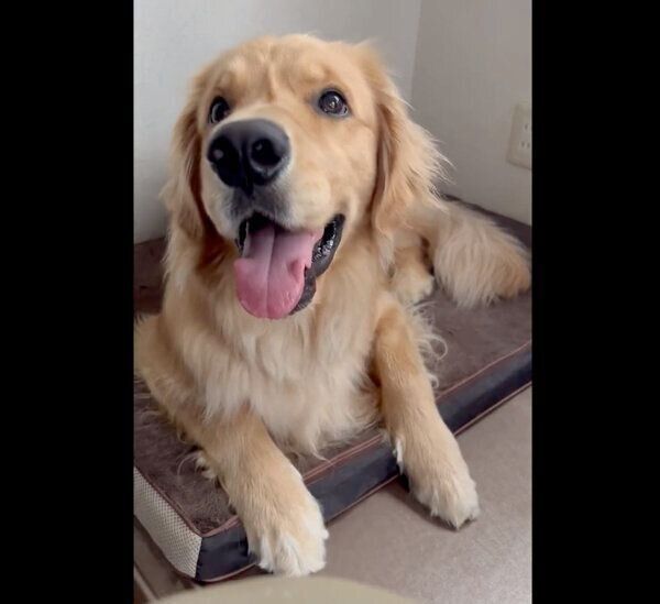 ニコニコ笑顔になるぐぅちゃん