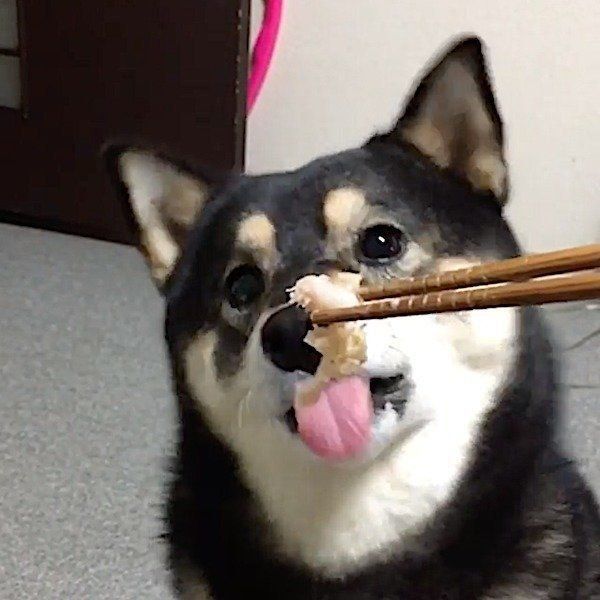 大好物を前に意外な行動をする柴犬