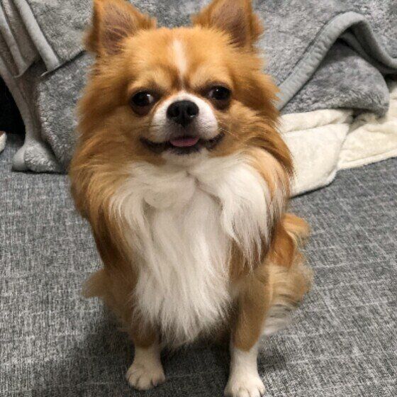 見つめるチワワ