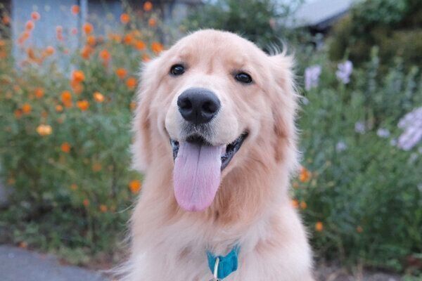 笑顔が可愛いぐぅちゃん