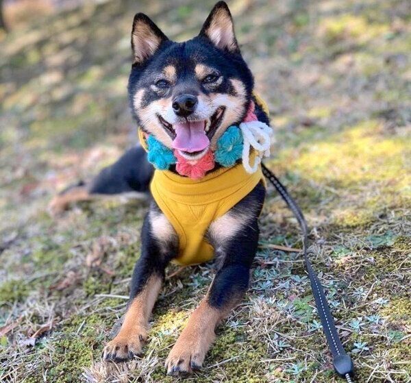 笑顔のあずきちゃん