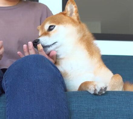 心配そうなハチくん