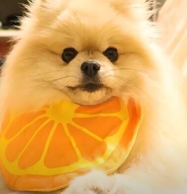 ポメラニアン　モチちゃん