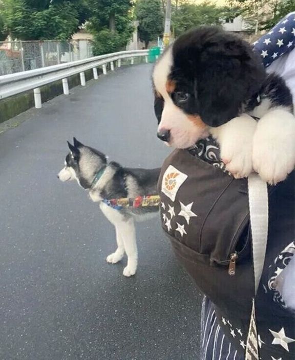 お散歩するシルバくん、ダンテくん