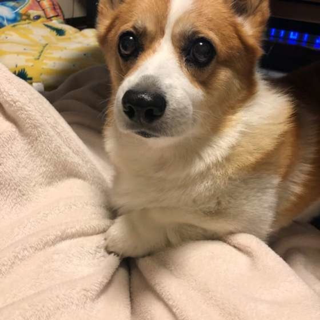 いつまで続く 散歩に行っても平気 犬の 生理 にまつわるq A いぬのきもちweb Magazine いつまで続く 散歩に行っても平気 犬の 生理 にまつわるq A いぬのきもちweb Magazine