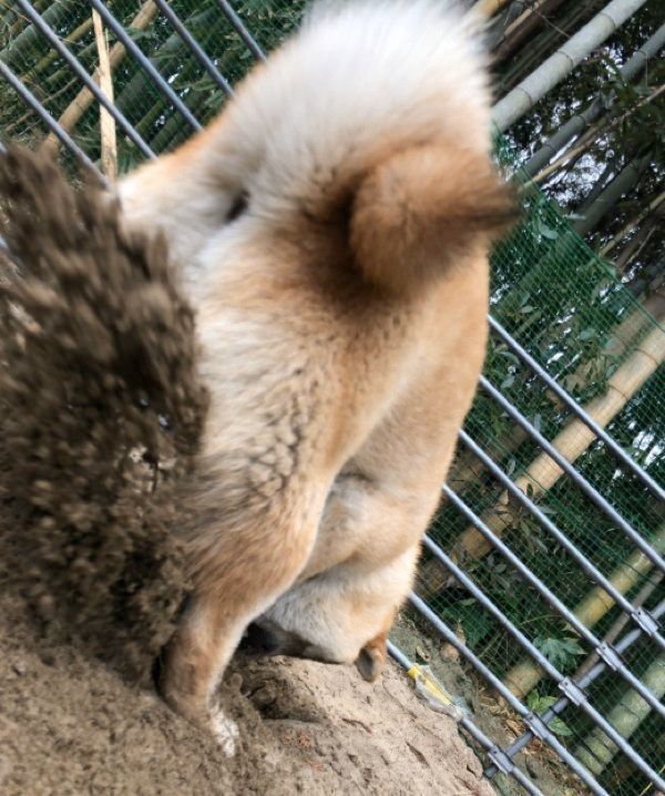 穴掘りをするそらくん