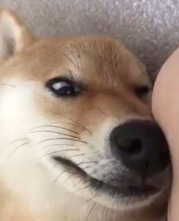 飼い主さんに撫でられるはんべくん