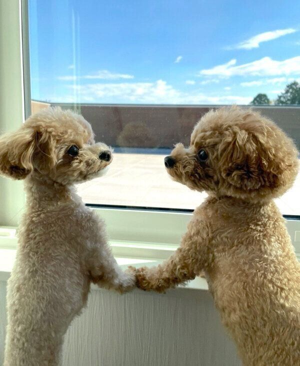 外を眺めるれおくん、らてちゃん