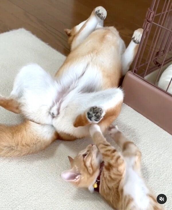 くつろぐぷくちゃん、りんくん