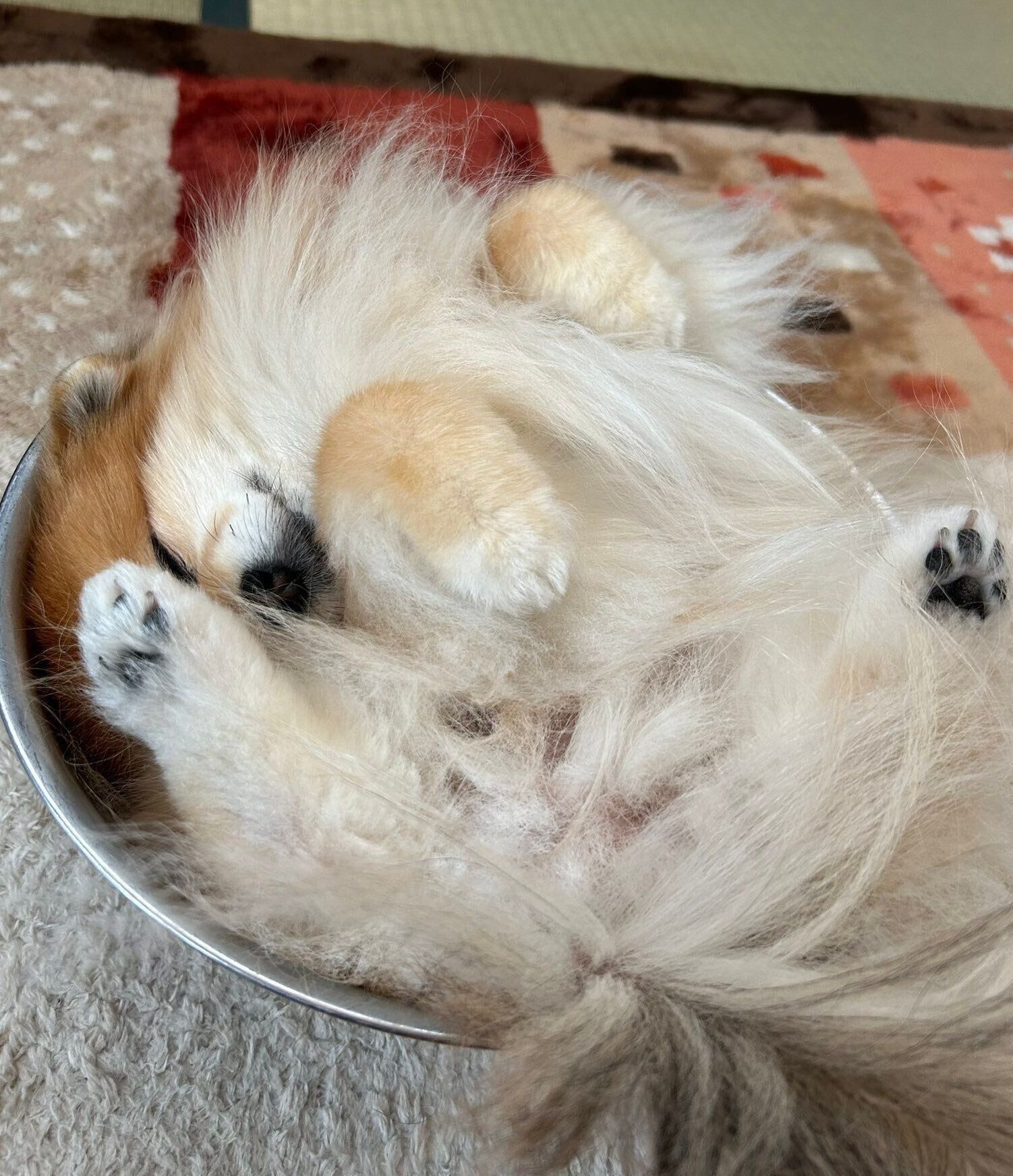 ボウルの中で眠るいぶきちゃん