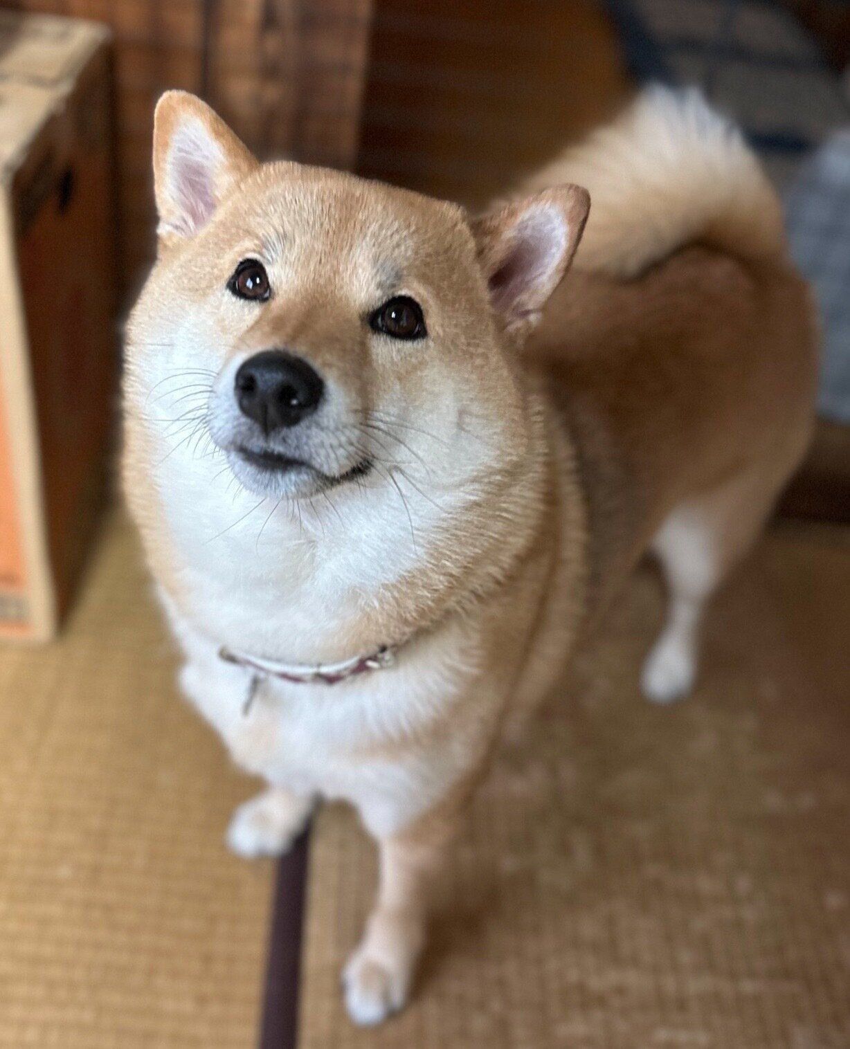 角刈りに見えるオルカちゃん