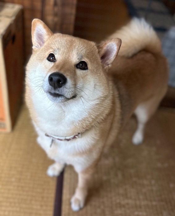 角刈りに見えるオルカちゃん