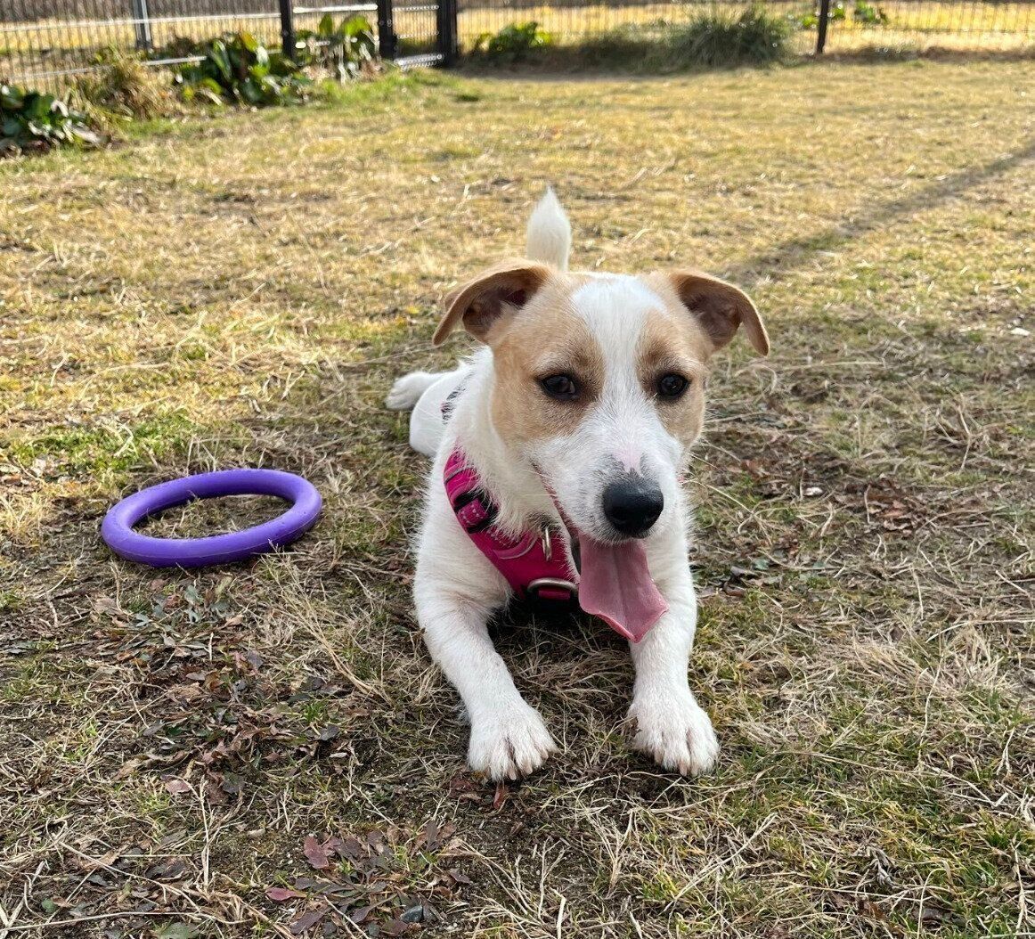 ドッグランで楽しそうな様子のかんたくん