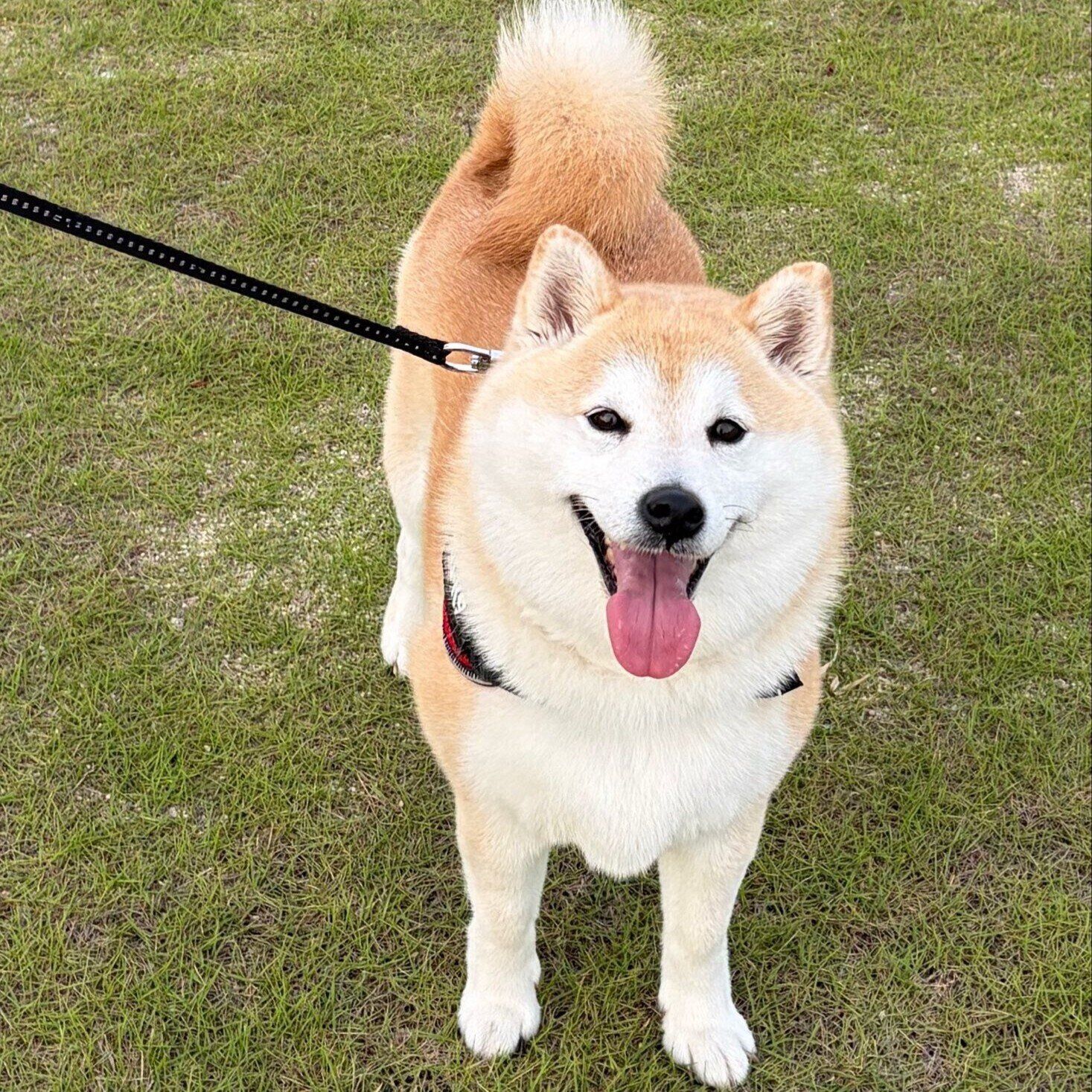 お出かけ中のさくらちゃん　ニコニコ“笑顔”が愛らしい